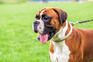 köpek çim üzerinde