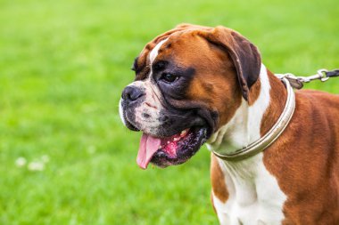 Yeşil çimenlikteki köpek