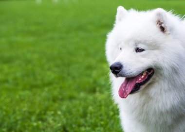 Yeşil çimenlikteki köpek