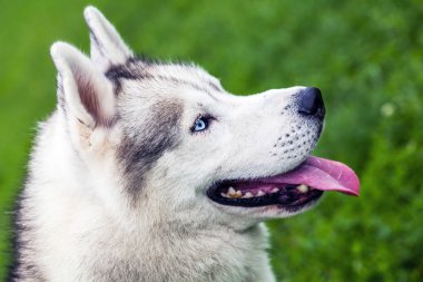 Mutlu Köpek