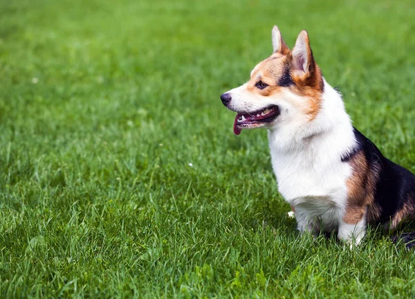 Dog on green grass — Stock Photo, Image