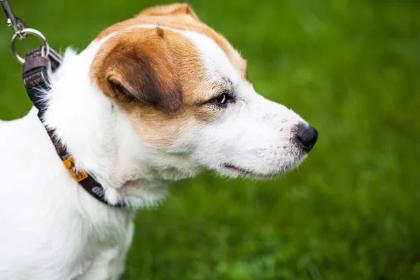 Dog on green grass — Stock Photo, Image