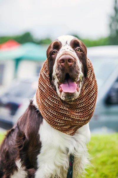 Cão na grama verde — Fotografia de Stock