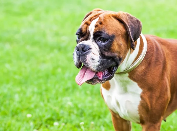 Dog on lawn — Stock Photo, Image