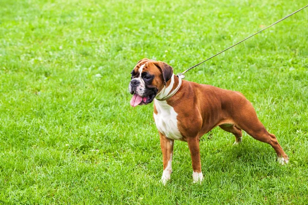 Dog on lawn — Stock Photo, Image