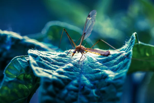 Mosquito — Stock Photo, Image