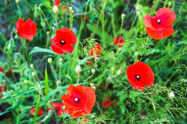 Roter Mohn — Stockfoto