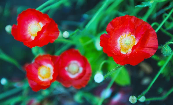 Rode papavers — Stockfoto