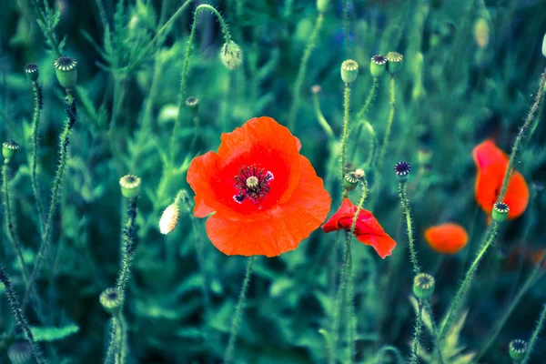 Rode papavers — Stockfoto