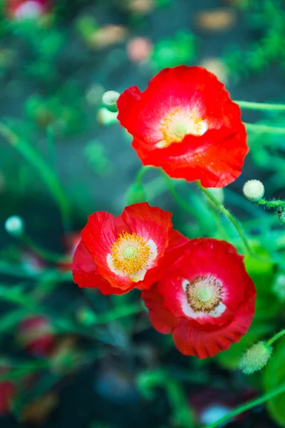 Rode papavers — Stockfoto