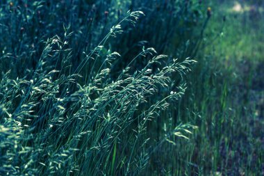 vahşi yeşil çimen