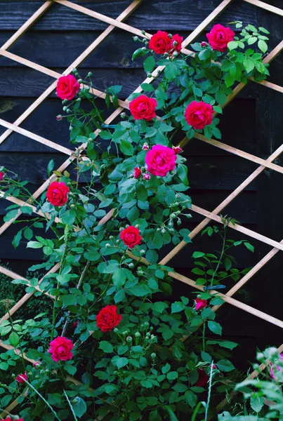 Red roses — Stock Photo, Image