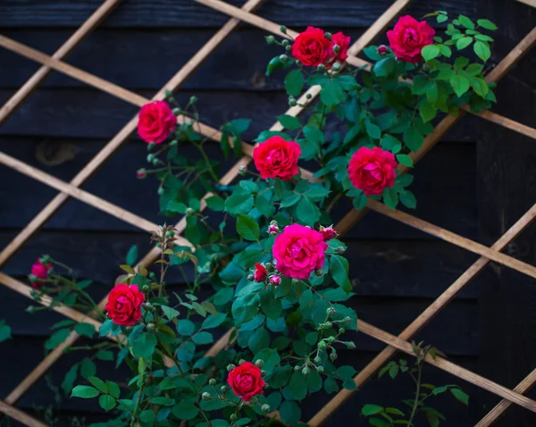 Rosas vermelhas — Fotografia de Stock