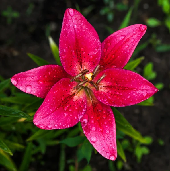 Färsk rosa lilly — Stockfoto