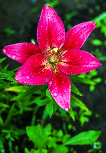 Свежая розовая лилия — стоковое фото