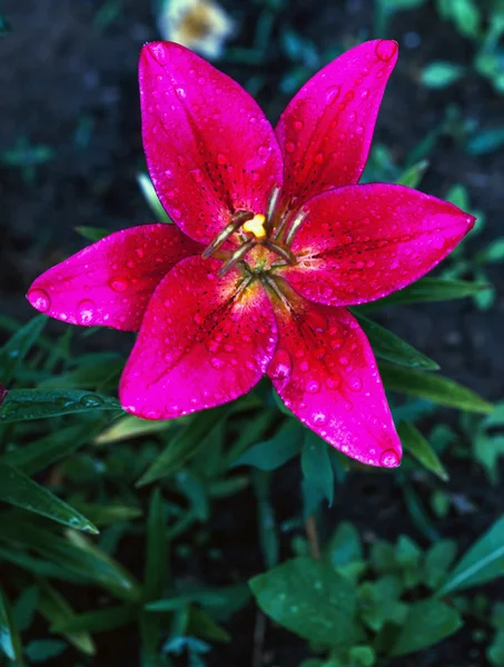 Färsk rosa lilly — Stockfoto