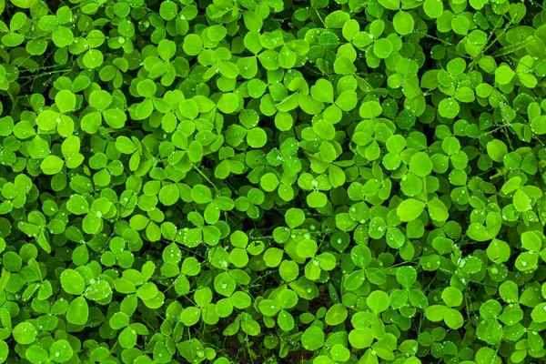 Zielone liście tło. — Zdjęcie stockowe