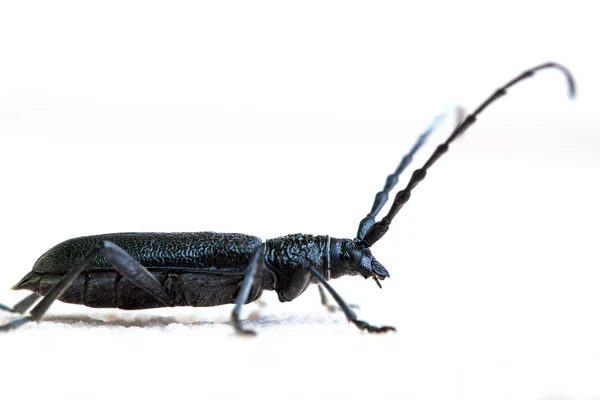 Black beetle — Stock Photo, Image