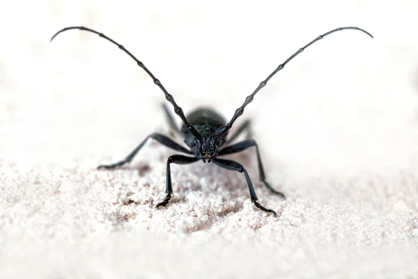 Black beetle — Stock Photo, Image