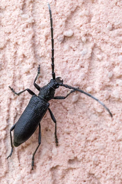 Black beetle — Stock Photo, Image