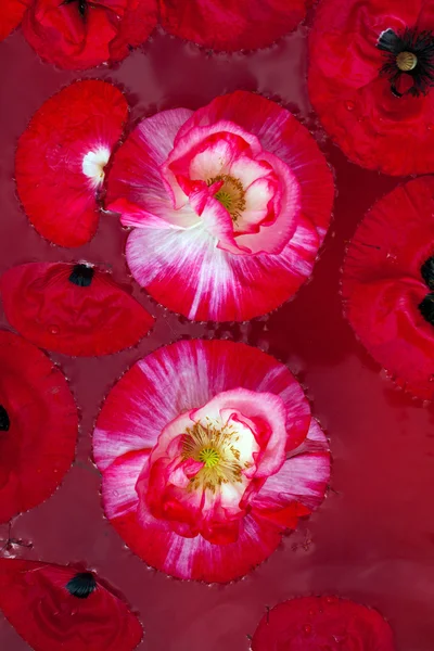 Papaver in water — Stockfoto