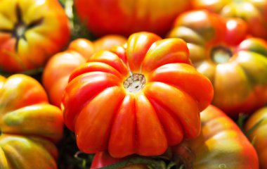 domates yeşil yaprakları üzerinde