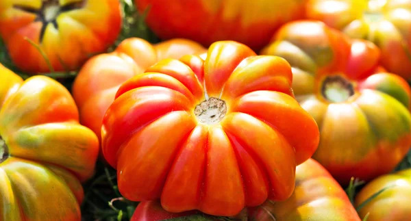 Tomatoes on green leaves — Stock Photo, Image