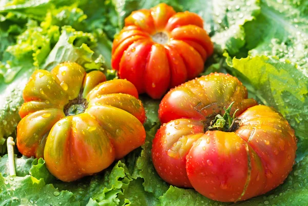 Tomaten op groene bladeren — Stockfoto