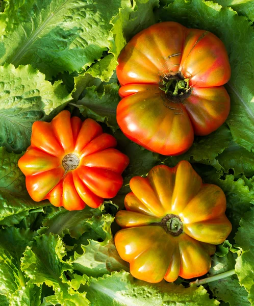 Tomaten op groene bladeren — Stockfoto