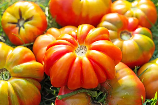 Tomatoes on green leaves — Stock Photo, Image