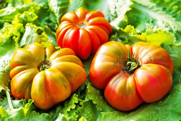 Tomaten op groene bladeren — Stockfoto