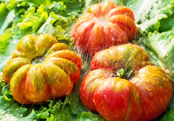 Tomatoes on green leaves — Stock Photo, Image