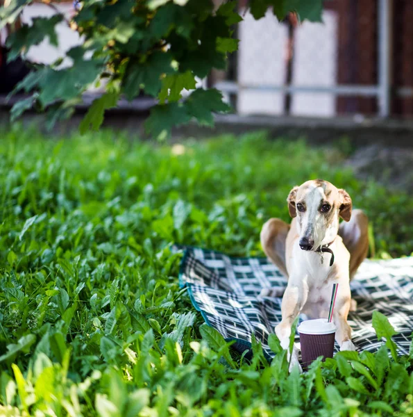 Greyhound dog lying down — Stock Photo, Image