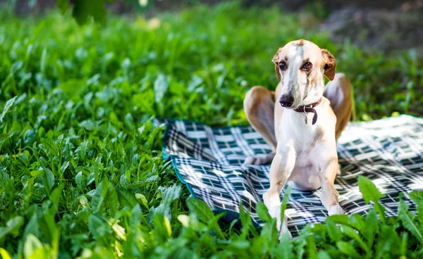 Greyhound dog lying down — Stock Photo, Image