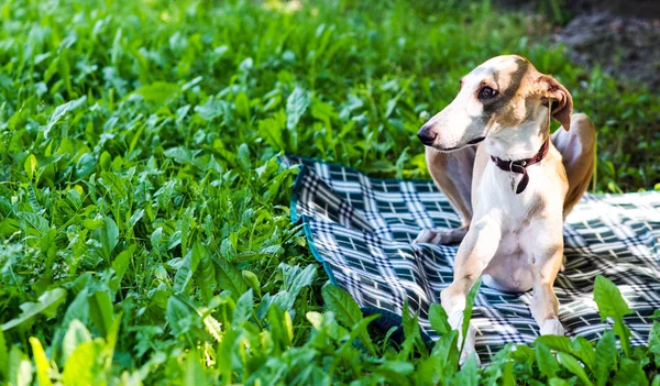 Greyhound dog lying down — Stock Photo, Image