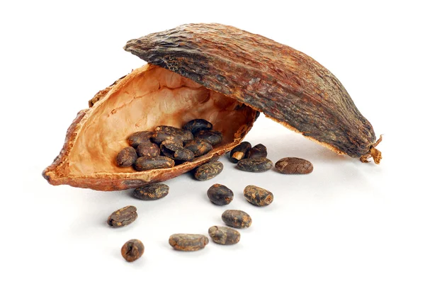 Cocoa beans into cocoa fruit and spilled beans — Stock Photo, Image