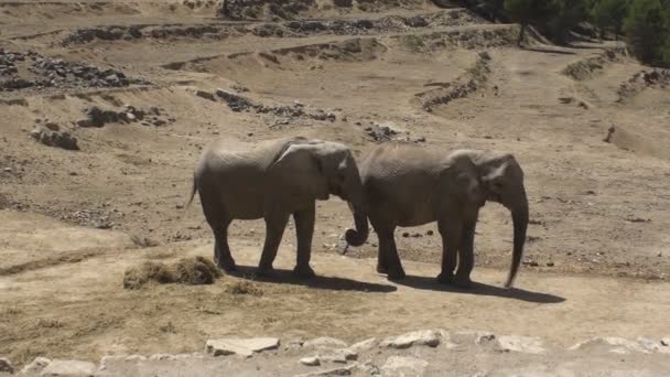 Éléphants d'Afrique du Sud 