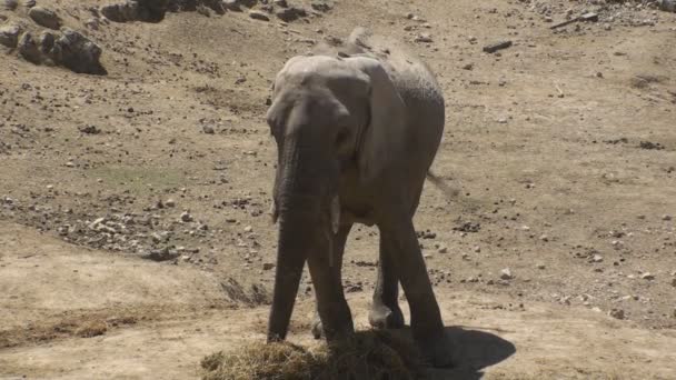 Elefante indiano — Video Stock