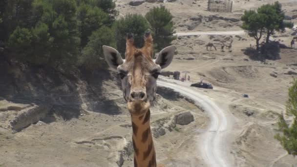 Žvýkání žirafa — Stock video