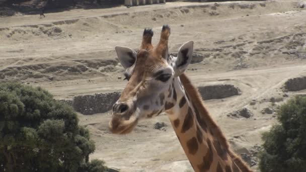 Жевательный жираф — стоковое видео