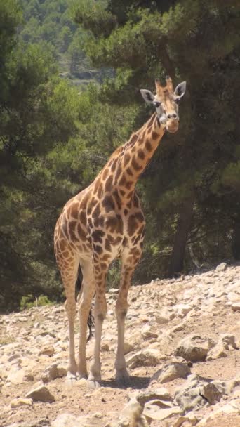 Stehende Giraffe — Stockvideo