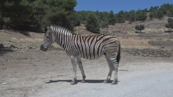 Wandelen zebra — Stockvideo