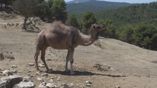 Promenader kamelen — Stockvideo
