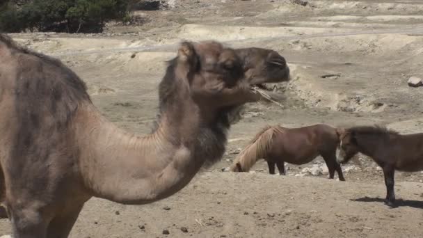 Kauwen kameel — Stockvideo