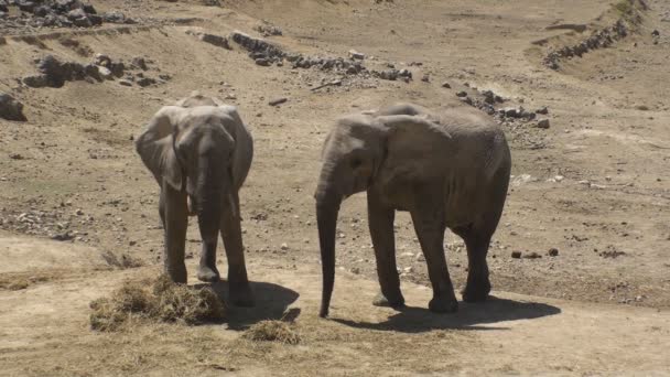 Pair of Elephants — Stock Video