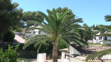 palmiye ağacı