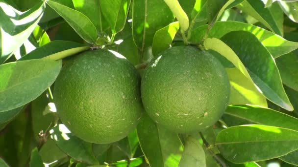 Árbol con naranjas — Vídeos de Stock