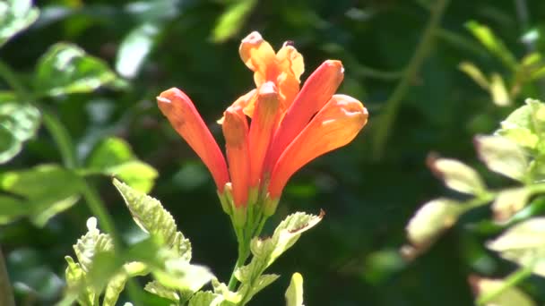 Red Flower — Stock Video