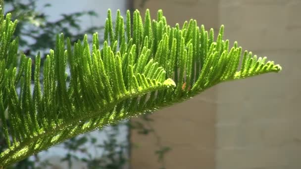 Araucaria heterophylla — Stockvideo