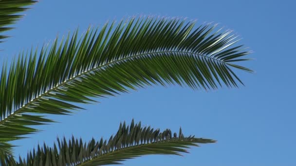 Ramo de palmeira — Vídeo de Stock